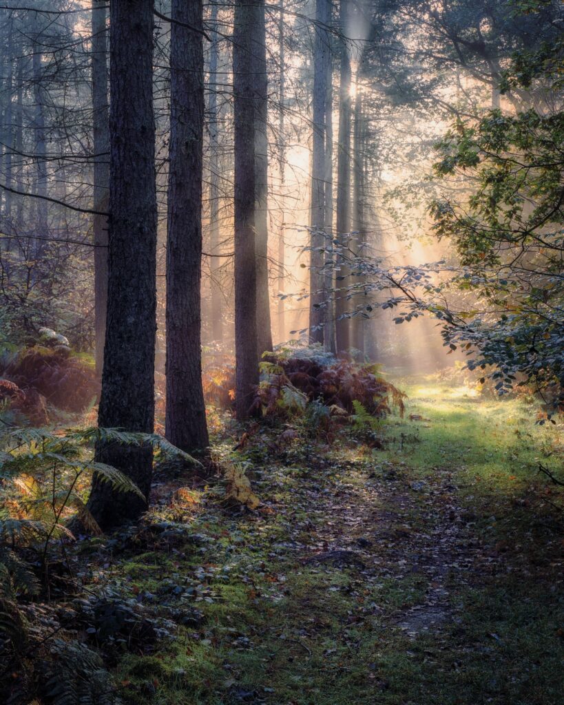 Vertical shot of dramatic sunrays in a pine forest in Hertfordshire, UK